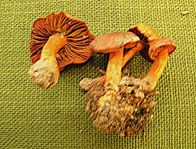 Cortinarius cinnabarinus © <a href="//commons.wikimedia.org/wiki/User:Marco_Plassio" title="User:Marco Plassio">Marco Plassio</a>