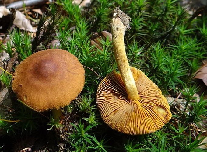 Cortinarius cinnamomeoluteus &copy; Jerzy Opioła