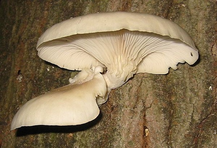 Pleurotus ostreatus © Photograph by <a href="https://en.wikipedia.org/wiki/User:Harmil" class="extiw" title="w:User:Harmil">Aaron Sherman</a>