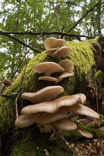 Pleurotus pulmonarius &copy; <a href="//commons.wikimedia.org/wiki/User:LC-de" title="User:LC-de">Jörg Hempel</a>