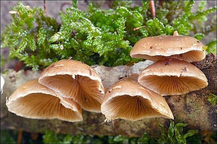 Tectella patellaris &copy; This image was created by user <a rel="nofollow" class="external text" href="https://mushroomobserver.org/observer/show_user/931">amadej trnkoczy (amadej)</a> at <a rel="nofollow" class="external text" href="https://mushroomobserver.org">Mushroom Observer</a>, a source for mycological images.<br>You can contact this user <a rel="nofollow" class="external text" href="https://mushroomobserver.org/observer/ask_user_question/931">here</a>.