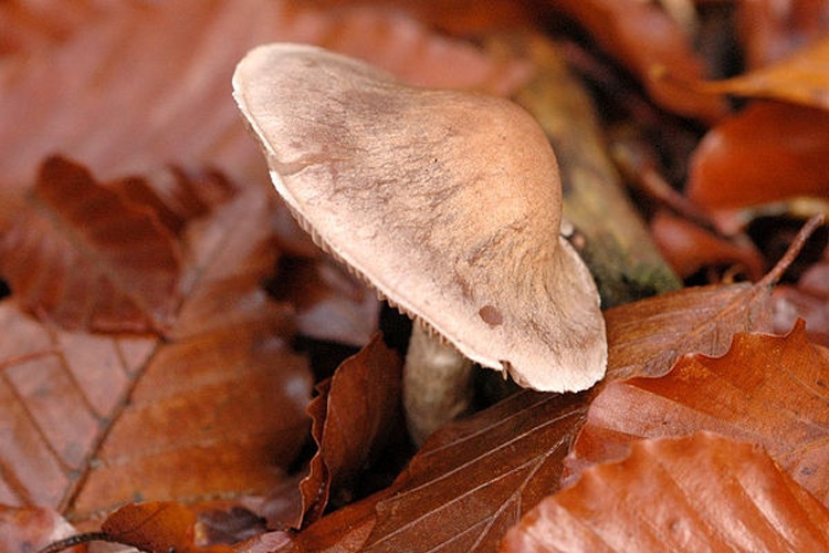 Cortinarius anomalus &copy; James Lindsey