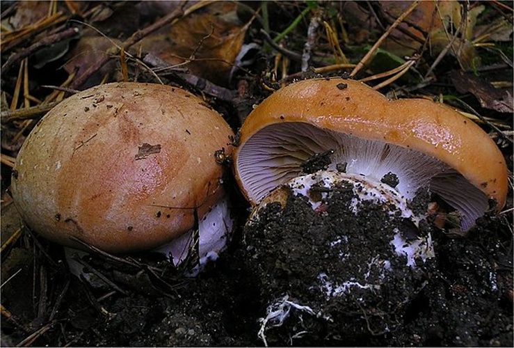 Cortinarius arcuatorum © This image was created by user <a rel="nofollow" class="external text" href="https://mushroomobserver.org/observer/show_user/442">Irene Andersson (irenea)</a> at <a rel="nofollow" class="external text" href="https://mushroomobserver.org">Mushroom Observer</a>, a source for mycological images.<br>You can contact this user <a rel="nofollow" class="external text" href="https://mushroomobserver.org/observer/ask_user_question/442">here</a>.