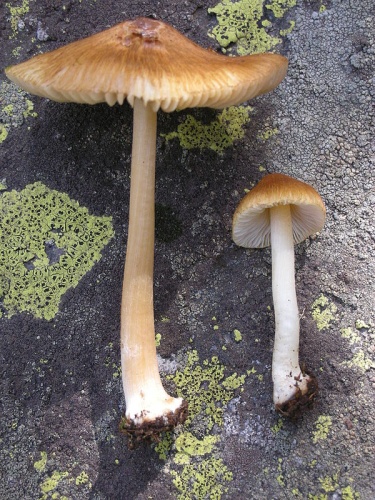Inocybe praetervisa © This image was created by user <a rel="nofollow" class="external text" href="https://mushroomobserver.org/observer/show_user/9">Ron Pastorino (Ronpast)</a> at <a rel="nofollow" class="external text" href="https://mushroomobserver.org">Mushroom Observer</a>, a source for mycological images.<br>You can contact this user <a rel="nofollow" class="external text" href="https://mushroomobserver.org/observer/ask_user_question/9">here</a>.