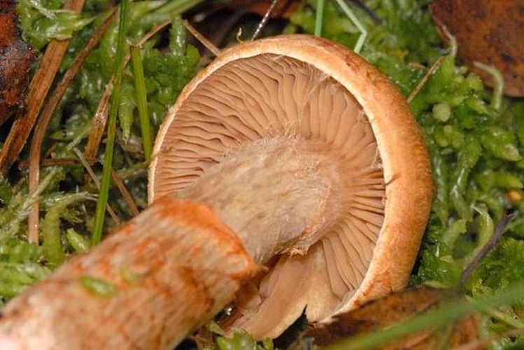 Cortinarius armillatus © James Lindsey