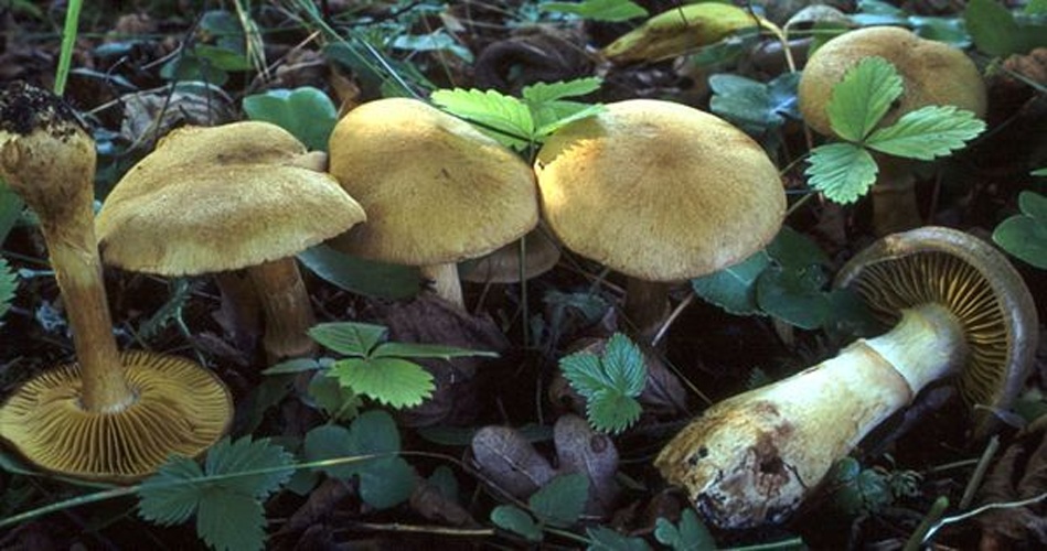 Cortinarius cotoneus &copy; This image was created by user <a rel="nofollow" class="external text" href="https://mushroomobserver.org/observer/show_user/442">Irene Andersson (irenea)</a> at <a rel="nofollow" class="external text" href="https://mushroomobserver.org">Mushroom Observer</a>, a source for mycological images.<br>You can contact this user <a rel="nofollow" class="external text" href="https://mushroomobserver.org/observer/ask_user_question/442">here</a>.