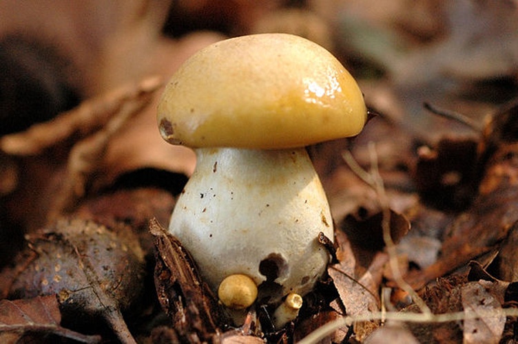 Cortinarius delibutus &copy; James Lindsey