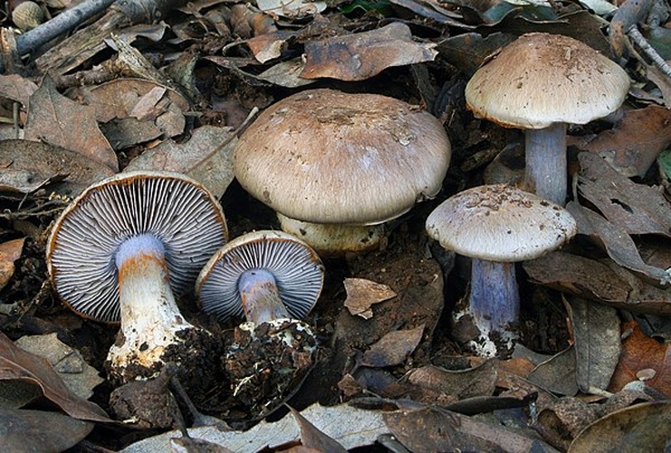 Cortinarius dionysae © This image was created by user <a rel="nofollow" class="external text" href="https://mushroomobserver.org/observer/show_user/6810">Nicolò Oppicelli (Nicolò Oppicelli)</a> at <a rel="nofollow" class="external text" href="https://mushroomobserver.org">Mushroom Observer</a>, a source for mycological images.<br>You can contact this user <a rel="nofollow" class="external text" href="https://mushroomobserver.org/observer/ask_user_question/6810">here</a>.