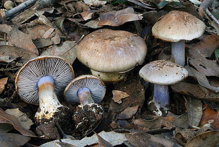 Cortinarius dionysae &copy; This image was created by user <a rel="nofollow" class="external text" href="https://mushroomobserver.org/observer/show_user/6810">Nicolò Oppicelli (Nicolò Oppicelli)</a> at <a rel="nofollow" class="external text" href="https://mushroomobserver.org">Mushroom Observer</a>, a source for mycological images.<br>You can contact this user <a rel="nofollow" class="external text" href="https://mushroomobserver.org/observer/ask_user_question/6810">here</a>.