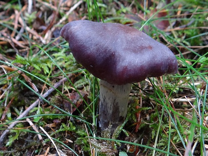 Cortinarius evernius © <a href="//commons.wikimedia.org/wiki/User:Selso" title="User:Selso">Jerzy Opioła</a>