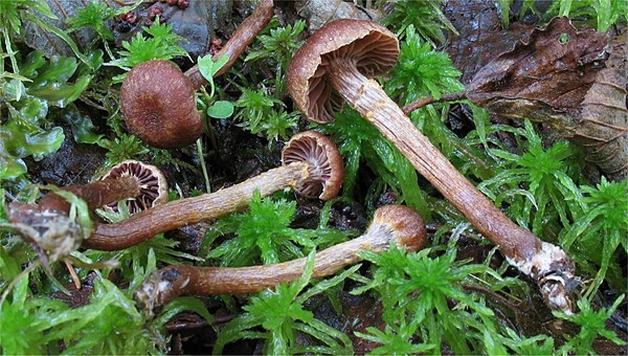 Cortinarius helvelloides © This image was created by user <a rel="nofollow" class="external text" href="https://mushroomobserver.org/observer/show_user/442">Irene Andersson (irenea)</a> at <a rel="nofollow" class="external text" href="https://mushroomobserver.org">Mushroom Observer</a>, a source for mycological images.<br>You can contact this user <a rel="nofollow" class="external text" href="https://mushroomobserver.org/observer/ask_user_question/442">here</a>.