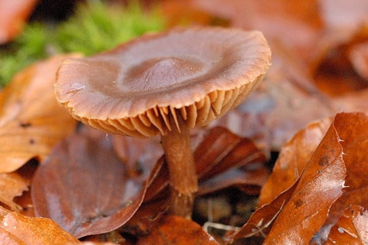 Cortinarius hinnuleus &copy; James Lindsey