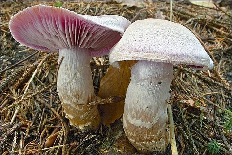 Cortinarius camphoratus © amadej trnkoczy (amadej)