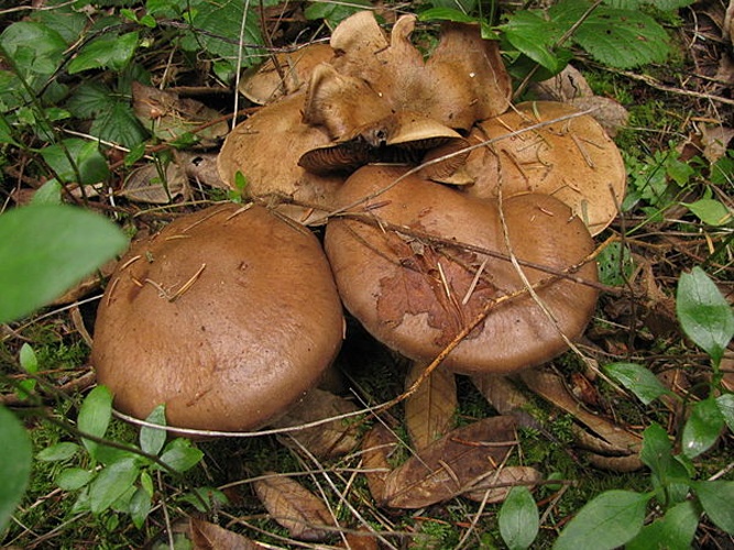 Cortinarius infractus &copy; This image was created by user <a rel="nofollow" class="external text" href="https://mushroomobserver.org/observer/show_user/746">Ryane Snow (snowman)</a> at <a rel="nofollow" class="external text" href="https://mushroomobserver.org">Mushroom Observer</a>, a source for mycological images.<br>You can contact this user <a rel="nofollow" class="external text" href="https://mushroomobserver.org/observer/ask_user_question/746">here</a>.