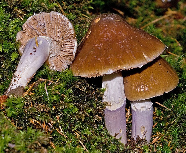 Cortinarius elatior © This image was created by user <a rel="nofollow" class="external text" href="https://mushroomobserver.org/observer/show_user/745">clancy</a> at <a rel="nofollow" class="external text" href="https://mushroomobserver.org">Mushroom Observer</a>, a source for mycological images.<br>You can contact this user <a rel="nofollow" class="external text" href="https://mushroomobserver.org/observer/ask_user_question/745">here</a>.