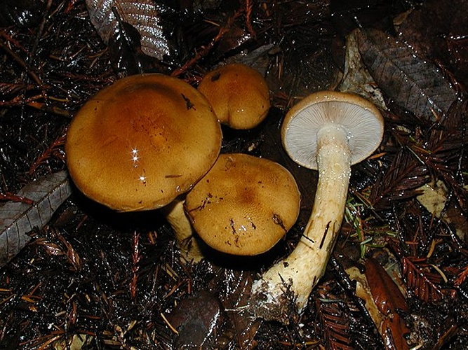 Cortinarius mucosus &copy; This image was created by user <a rel="nofollow" class="external text" href="https://mushroomobserver.org/observer/show_user/1">Nathan Wilson (nathan)</a> at <a rel="nofollow" class="external text" href="https://mushroomobserver.org">Mushroom Observer</a>, a source for mycological images.<br>You can contact this user <a rel="nofollow" class="external text" href="https://mushroomobserver.org/observer/ask_user_question/1">here</a>.