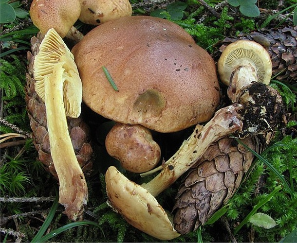 Cortinarius mussivus &copy; This image was created by user <a rel="nofollow" class="external text" href="https://mushroomobserver.org/observer/show_user/442">Irene Andersson (irenea)</a> at <a rel="nofollow" class="external text" href="https://mushroomobserver.org">Mushroom Observer</a>, a source for mycological images.<br>You can contact this user <a rel="nofollow" class="external text" href="https://mushroomobserver.org/observer/ask_user_question/442">here</a>.