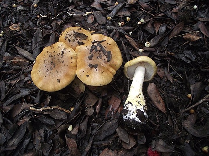 Cortinarius olidus © This image was created by user <a rel="nofollow" class="external text" href="https://mushroomobserver.org/observer/show_user/5252">Davide Puddu (Davide Puddu)</a> at <a rel="nofollow" class="external text" href="https://mushroomobserver.org">Mushroom Observer</a>, a source for mycological images.<br>You can contact this user <a rel="nofollow" class="external text" href="https://mushroomobserver.org/observer/ask_user_question/5252">here</a>.