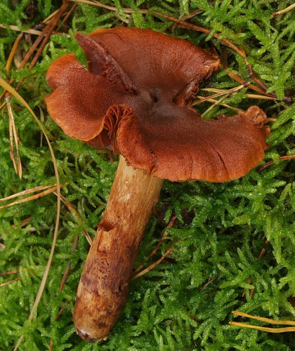 Cortinarius orellanus © <a href="//commons.wikimedia.org/w/index.php?title=User:Ak_ccm&amp;action=edit&amp;redlink=1" class="new" title="User:Ak ccm (page does not exist)">Andreas Kunze</a>