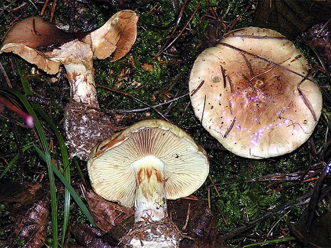 Cortinarius percomis © Eric Steinert