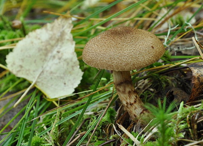 Cortinarius pholideus © <a href="//commons.wikimedia.org/w/index.php?title=User:Lacrus&amp;action=edit&amp;redlink=1" class="new" title="User:Lacrus (page does not exist)">Lacrus</a>