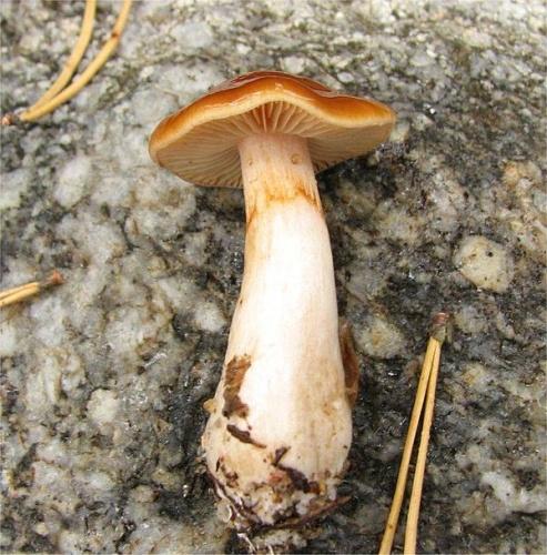 Cortinarius pluvius © <a rel="nofollow" class="external text" href="https://mushroomobserver.org/observer/show_user/442">Irene Andersson (irenea)</a>
