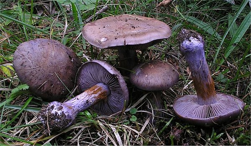 Cortinarius purpurascens &copy; This image was created by user <a rel="nofollow" class="external text" href="https://mushroomobserver.org/observer/show_user/442">Irene Andersson (irenea)</a> at <a rel="nofollow" class="external text" href="https://mushroomobserver.org">Mushroom Observer</a>, a source for mycological images.<br>You can contact this user <a rel="nofollow" class="external text" href="https://mushroomobserver.org/observer/ask_user_question/442">here</a>.
