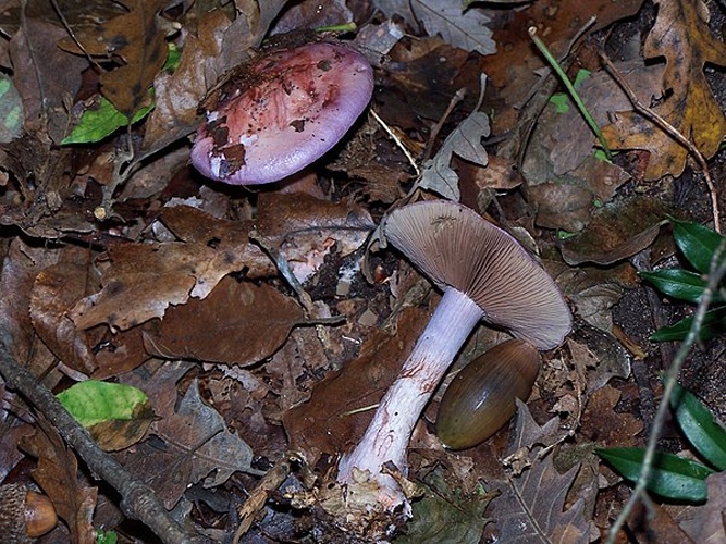Cortinarius rufoolivaceus &copy; Roberto Petruzzo (myself)