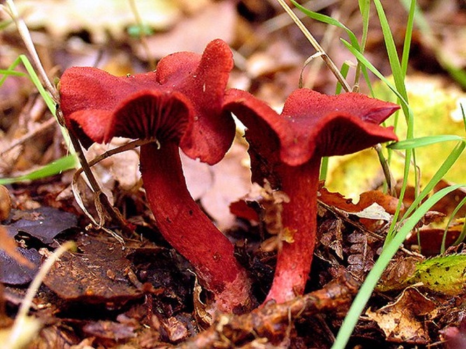 Cortinarius puniceus &copy; <a rel="nofollow" class="external text" href="https://www.geograph.org.uk/profile/40">Pam Brophy</a>