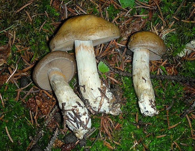 Cortinarius scaurus © This image was created by user <a rel="nofollow" class="external text" href="https://mushroomobserver.org/observer/show_user/9">Ron Pastorino (Ronpast)</a> at <a rel="nofollow" class="external text" href="https://mushroomobserver.org">Mushroom Observer</a>, a source for mycological images.<br>You can contact this user <a rel="nofollow" class="external text" href="https://mushroomobserver.org/observer/ask_user_question/9">here</a>.