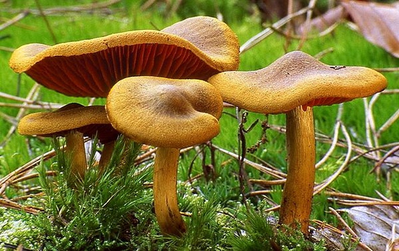 Cortinarius semisanguineus &copy; photographer Frank Gardiner aka Zonda Grattus <a href="https://en.wikipedia.org/wiki/User:Luridiformis" class="extiw" title="en:User:Luridiformis">Luridiformis</a> at <a class="external text" href="http://en.wikipedia.org">en.wikipedia</a>
