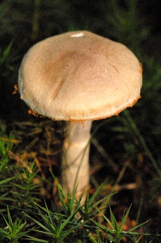 Cortinarius spilomeus &copy; James Lindsey