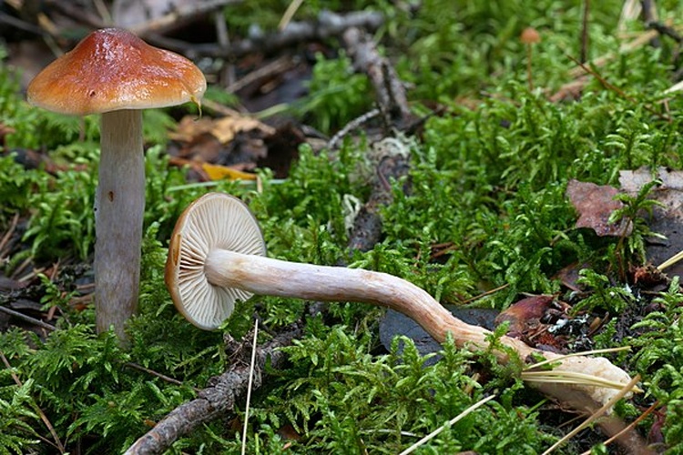 Cortinarius stillatitius © <a rel="nofollow" class="external text" href="https://www.flickr.com/people/41503862@N08">Tatiana Bulyonkova</a> from Novosibirsk, Russia