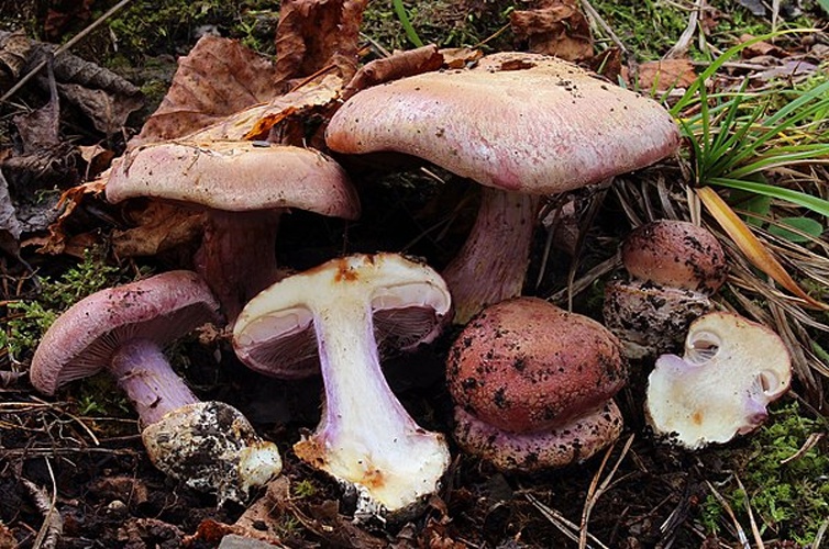 Cortinarius suaveolens © Balint Dima/Norsk institutt for naturforskning