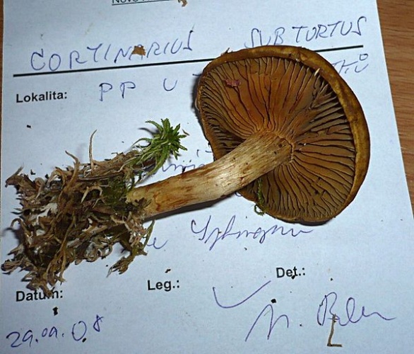 Cortinarius subtortus &copy; This image was created by user <a rel="nofollow" class="external text" href="https://mushroomobserver.org/observer/show_user/1093">Gerhard Koller (Gerhard)</a> at <a rel="nofollow" class="external text" href="https://mushroomobserver.org">Mushroom Observer</a>, a source for mycological images.<br>You can contact this user <a rel="nofollow" class="external text" href="https://mushroomobserver.org/observer/ask_user_question/1093">here</a>.