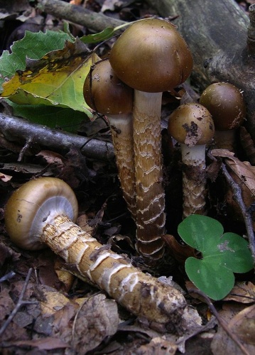 Cortinarius trivialis &copy; <a href="//commons.wikimedia.org/wiki/User:Archenzo" title="User:Archenzo">Archenzo</a>