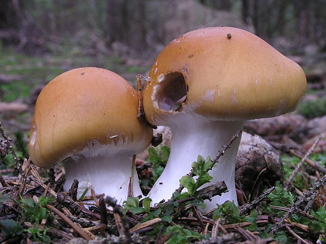 Cortinarius varius © This image was created by user <a rel="nofollow" class="external text" href="https://mushroomobserver.org/observer/show_user/1289">Andreas Gminder (mollisia)</a> at <a rel="nofollow" class="external text" href="https://mushroomobserver.org">Mushroom Observer</a>, a source for mycological images.<br>You can contact this user <a rel="nofollow" class="external text" href="https://mushroomobserver.org/observer/ask_user_question/1289">here</a>.