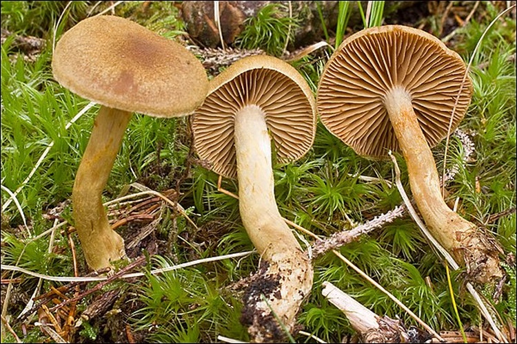 Cortinarius venetus © This image was created by user <a rel="nofollow" class="external text" href="https://mushroomobserver.org/observer/show_user/931">amadej trnkoczy (amadej)</a> at <a rel="nofollow" class="external text" href="https://mushroomobserver.org">Mushroom Observer</a>, a source for mycological images.<br>You can contact this user <a rel="nofollow" class="external text" href="https://mushroomobserver.org/observer/ask_user_question/931">here</a>.