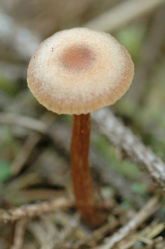 Galerina cinctula © James Lindsey
