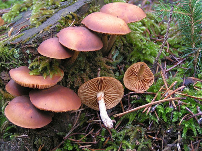 Galerina marginata &copy; 