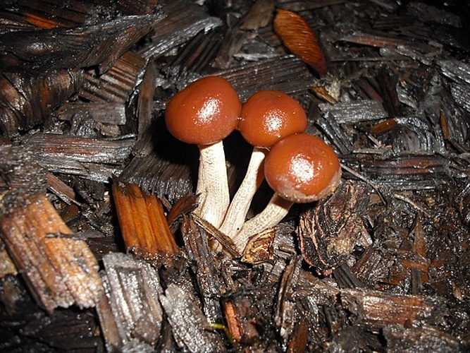 Galerina nana © This image was created by user <a rel="nofollow" class="external text" href="https://mushroomobserver.org/observer/show_user/3155">maynardjameskeenan</a> at <a rel="nofollow" class="external text" href="https://mushroomobserver.org">Mushroom Observer</a>, a source for mycological images.<br>You can contact this user <a rel="nofollow" class="external text" href="https://mushroomobserver.org/observer/ask_user_question/3155">here</a>.