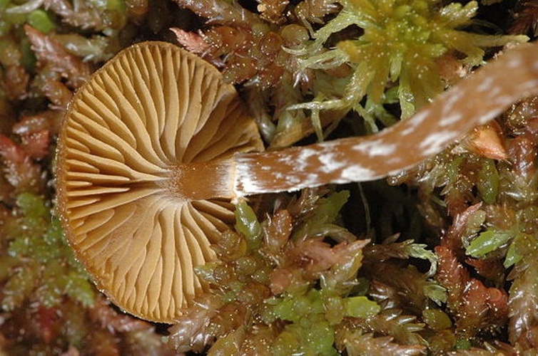 Galerina paludosa © James Lindsey