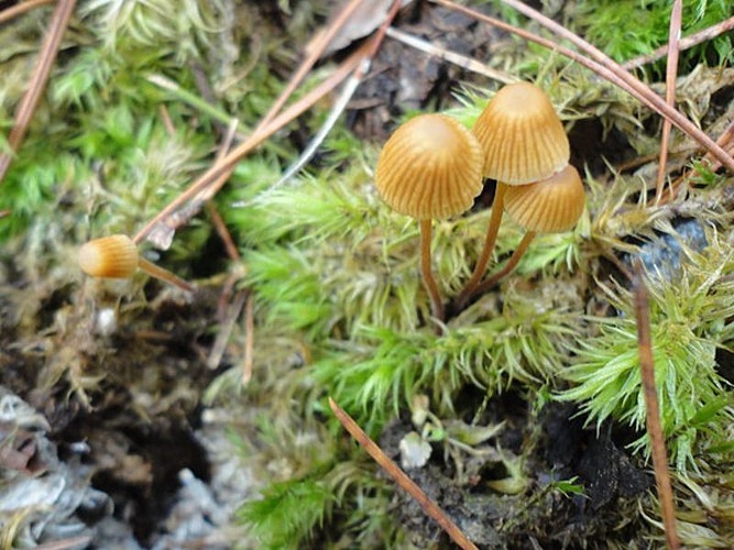 Galerina pumila © This image was created by user <a rel="nofollow" class="external text" href="https://mushroomobserver.org/observer/show_user/1909">Eva Skific (Evica)</a> at <a rel="nofollow" class="external text" href="https://mushroomobserver.org">Mushroom Observer</a>, a source for mycological images.<br>You can contact this user <a rel="nofollow" class="external text" href="https://mushroomobserver.org/observer/ask_user_question/1909">here</a>.