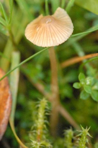 Galerina sphagnorum © James Lindsey