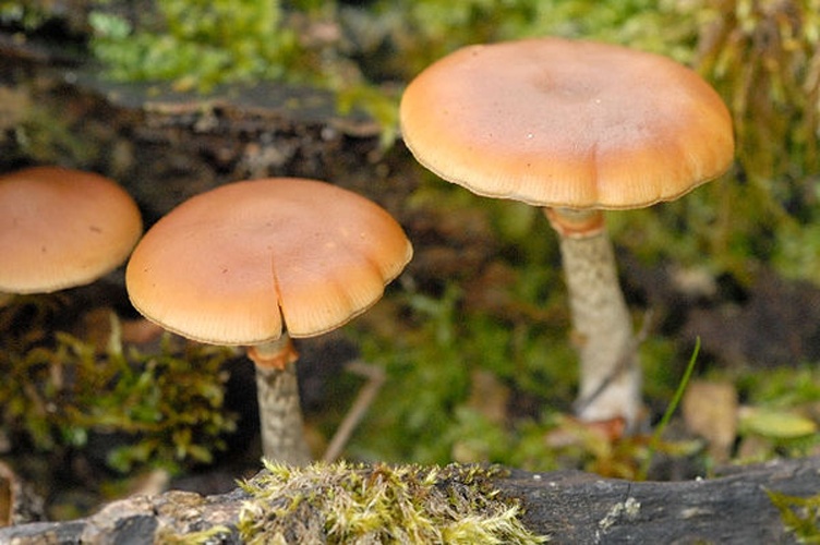 Galerina stylifera © James Lindsey