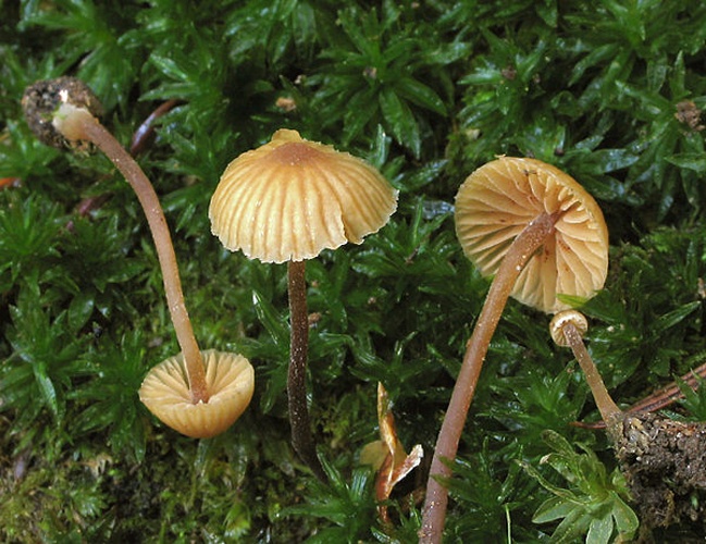 Galerina vittiformis &copy; This image was created by user <a rel="nofollow" class="external text" href="https://mushroomobserver.org/observer/show_user/%7B%7B%7B1%7D%7D%7D">Copyright ©2011 Byrain</a> at <a rel="nofollow" class="external text" href="https://mushroomobserver.org">Mushroom Observer</a>, a source for mycological images.<br>You can contact this user <a rel="nofollow" class="external text" href="https://mushroomobserver.org/observer/ask_user_question/%7B%7B%7B1%7D%7D%7D">here</a>.