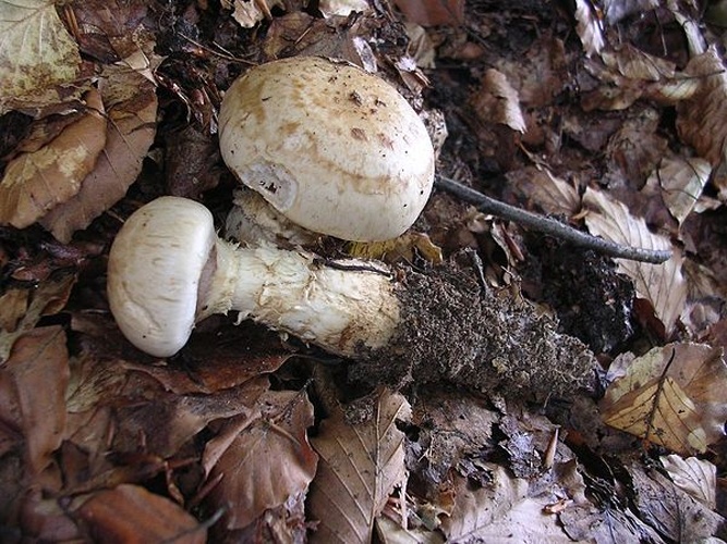 Hebeloma radicosum © <a href="//commons.wikimedia.org/wiki/User:Dragon%C3%B2t" title="User:Dragonòt">Dragonòt</a>