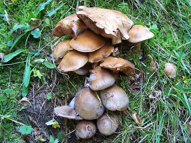 Hebeloma sacchariolens © <a href="//commons.wikimedia.org/wiki/User:Selso" title="User:Selso">Jerzy Opioła</a>