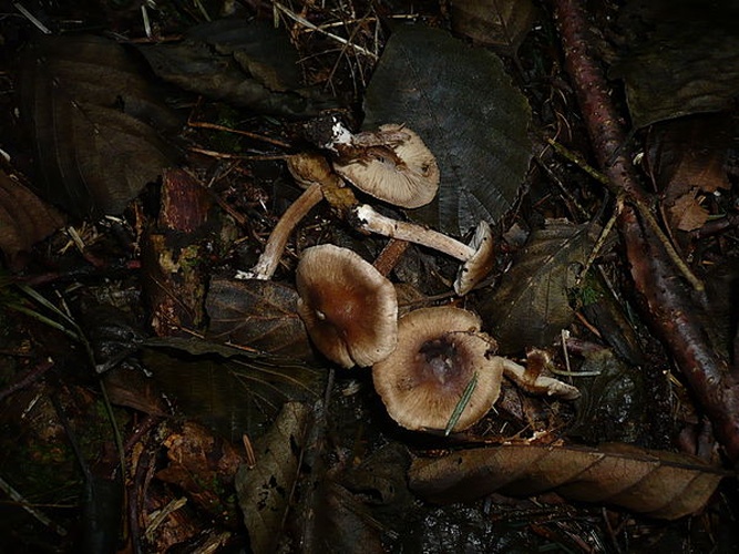 Inocybe acuta © This image was created by user <a rel="nofollow" class="external text" href="https://mushroomobserver.org/observer/show_user/1093">Gerhard Koller (Gerhard)</a> at <a rel="nofollow" class="external text" href="https://mushroomobserver.org">Mushroom Observer</a>, a source for mycological images.<br>You can contact this user <a rel="nofollow" class="external text" href="https://mushroomobserver.org/observer/ask_user_question/1093">here</a>.