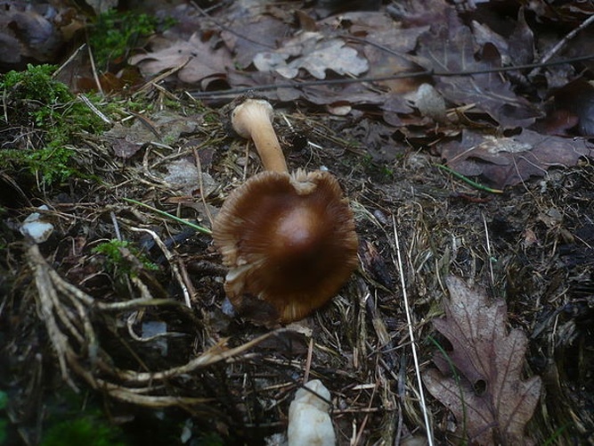 Inocybe asterospora © Gerhard Koller